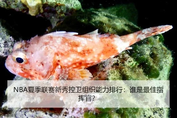 NBA夏季联赛新秀控卫组织能力排行：谁是最佳指挥官？